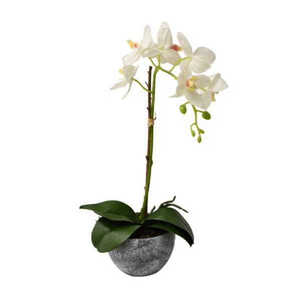 SSF 38CM POTTED PHALAENOPSIS ORCHID (WHITE) APLJXJ190808WH