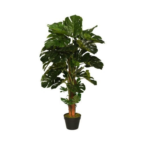 Kak Ngah Potted Monstera (60cm, 105cm) - 105cm