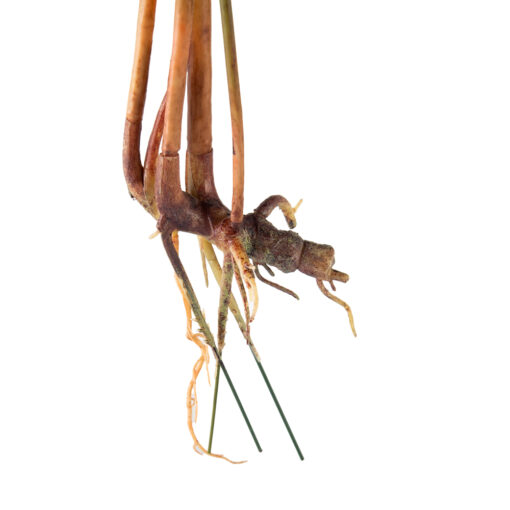 Monstera Plant (H80cm) - Image 3