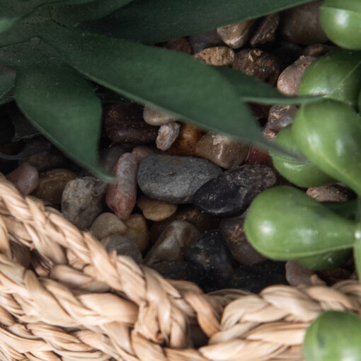 String of Pearls & Succulents (H18.6cm) - Image 3