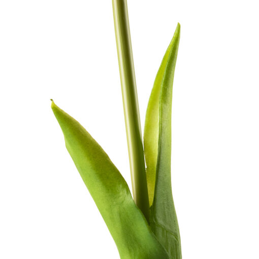 Tulip (46cm) - Image 5