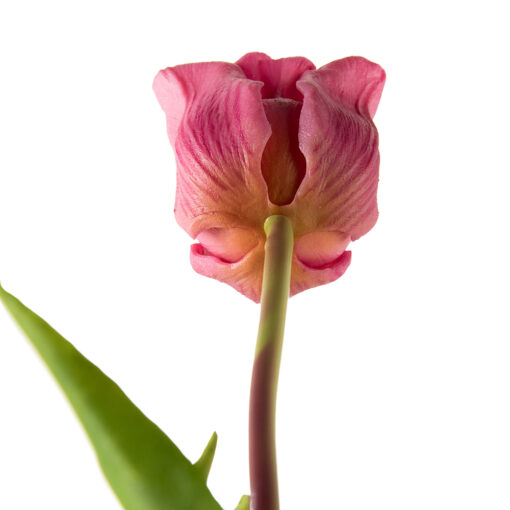 Tulip (46cm) - Image 3