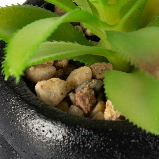 Maguey Potted Plant (H12.5cm) - Image 3