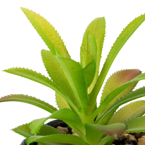 Maguey Potted Plant (H12.5cm) - Image 2