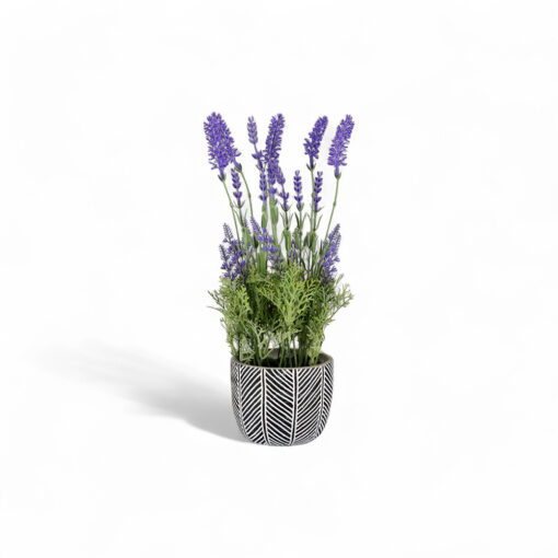 Potted Lavender (H35cm)
