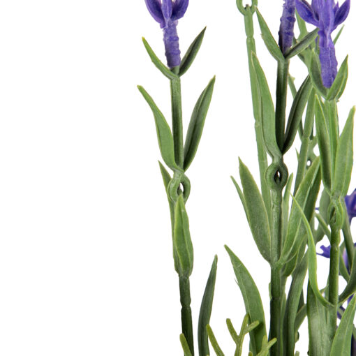 Potted Lavender (H35cm) - Image 4