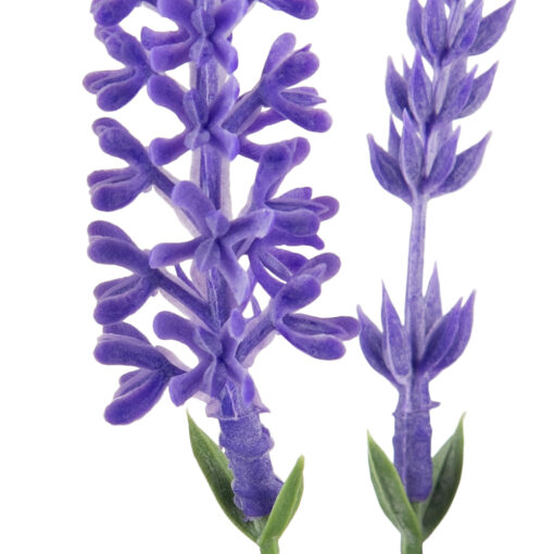 Potted Lavender (H35cm) - Image 3