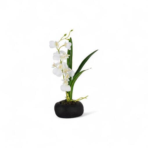 Potted Dancing Orchid (H26.5cm)