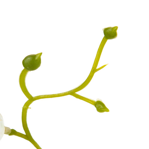 Potted Dancing Orchid (H26.5cm) - Image 5