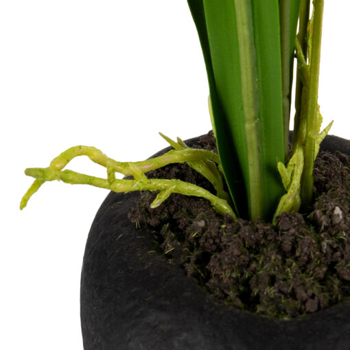 Potted Dancing Orchid (H26.5cm) - Image 7