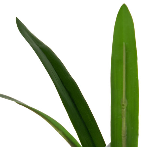 Potted Dancing Orchid (H26.5cm) - Image 6