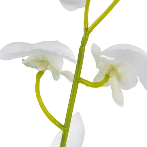 Potted Dancing Orchid (H26.5cm) - Image 3