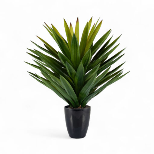 Potted Agave (H65cm)