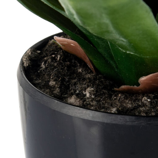 Potted Agave (H65cm) - Image 4