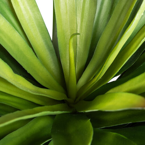 Potted Agave (H65cm) - Image 3