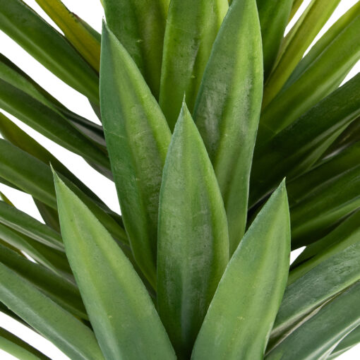 Potted Agave (H65cm) - Image 2