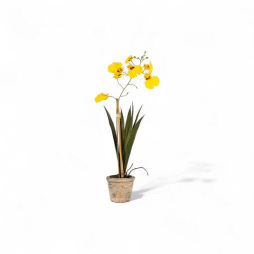 Potted Oncidium (H35cm)