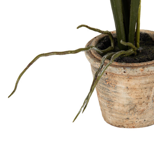 Potted Oncidium (H35cm) - Image 5