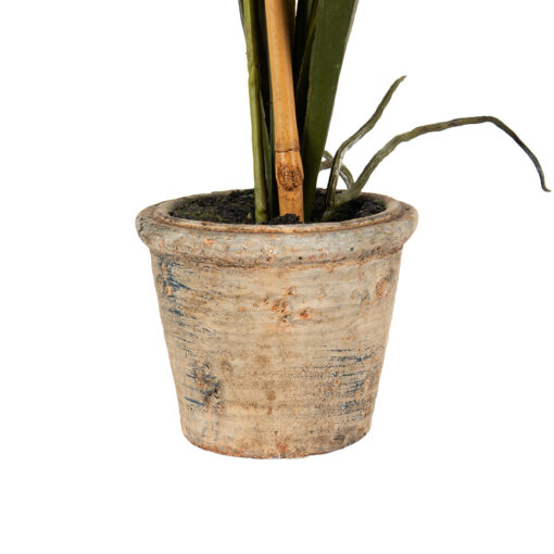 Potted Oncidium (H35cm) - Image 6