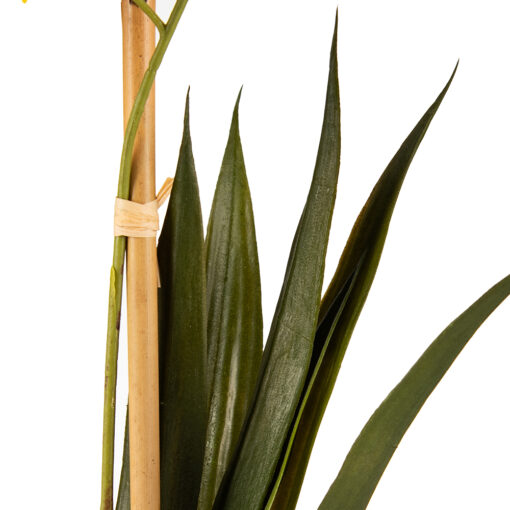 Potted Oncidium (H35cm) - Image 4