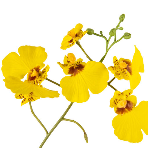 Potted Oncidium (H35cm) - Image 3