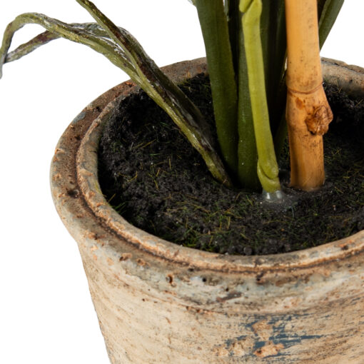 Potted Oncidium (H35cm) - Image 7
