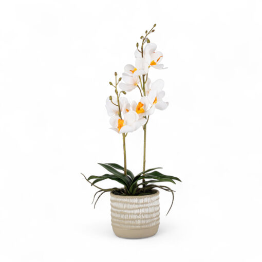 Potted Ascocenda (H48cm)