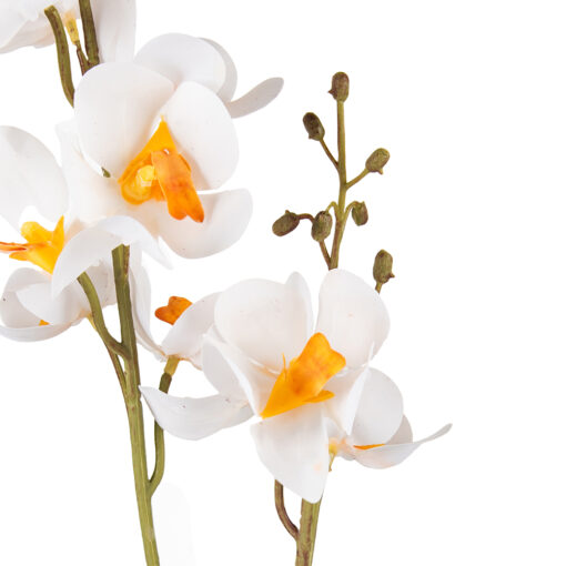 Potted Ascocenda (H48cm) - Image 2