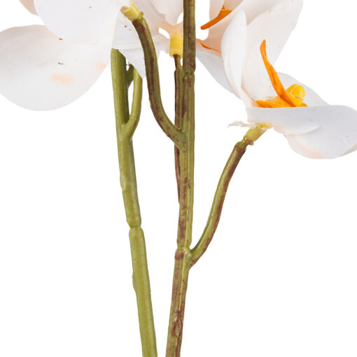 Potted Ascocenda (H48cm) - Image 3
