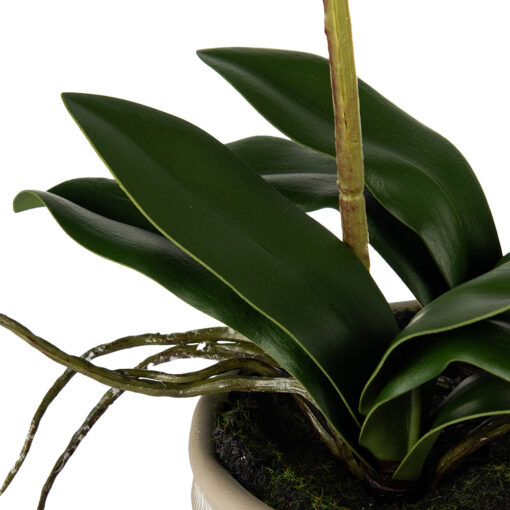 Potted Ascocenda (H48cm) - Image 4