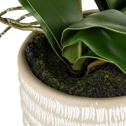 Potted Ascocenda (H48cm) - Image 5