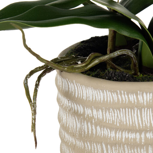 Potted Ascocenda (H48cm) - Image 6