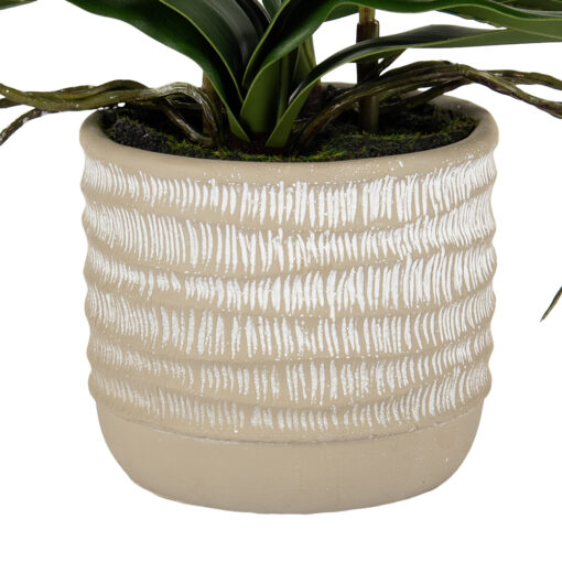 Potted Ascocenda (H48cm) - Image 7
