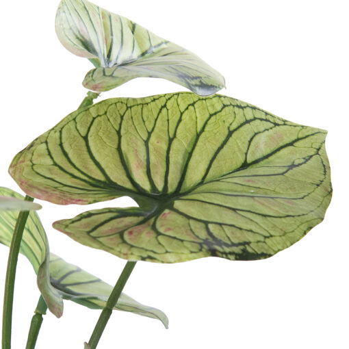 Real Touch Potted Caladium (H29cm) - Image 2