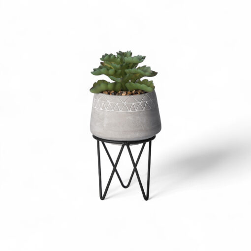 Potted Kalanchoe Sexangularis (H22cm)