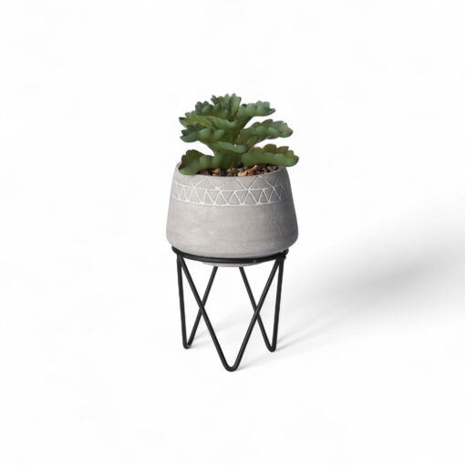 Potted Kalanchoe Sexangularis (H22cm) - Image 2