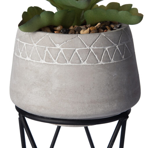 Potted Kalanchoe Sexangularis (H22cm) - Image 4