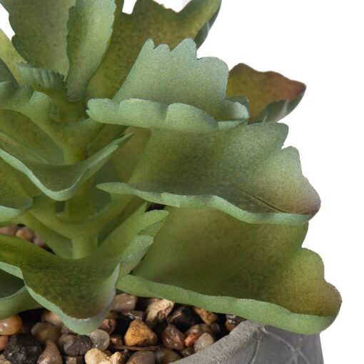 Potted Kalanchoe Sexangularis (H22cm) - Image 3