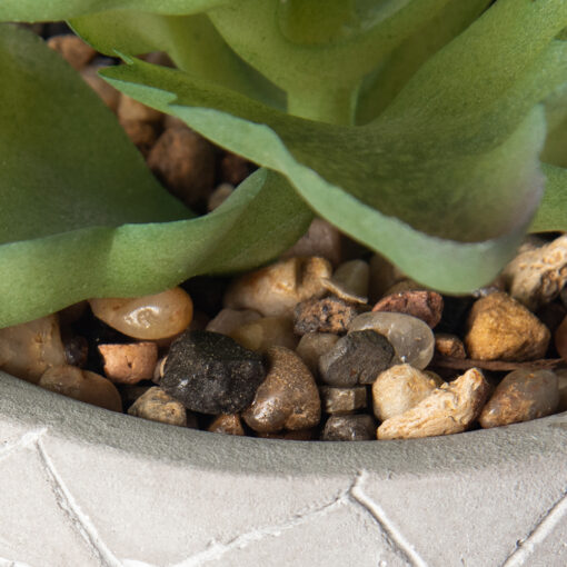 Potted Kalanchoe Sexangularis (H22cm) - Image 5