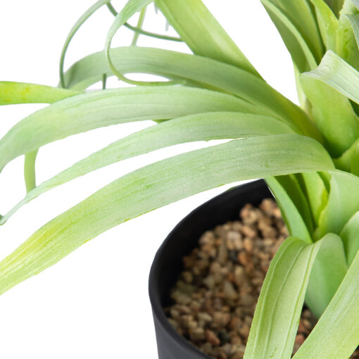 Spider Potted Plant (H28cm) - Image 2