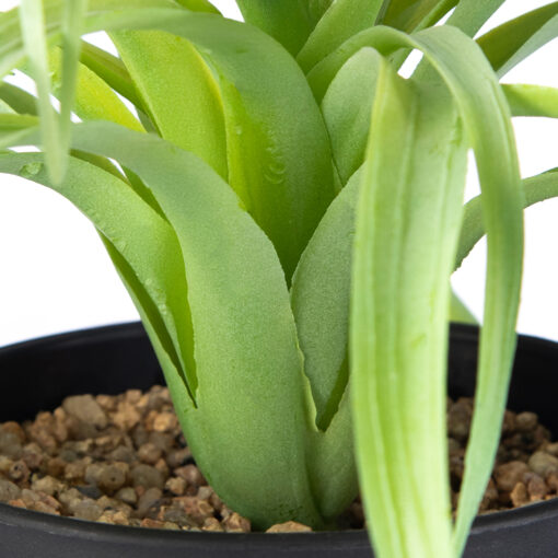Spider Potted Plant (H28cm) - Image 3