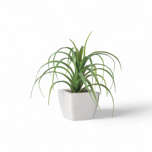 Spider Potted Plant (H21cm)