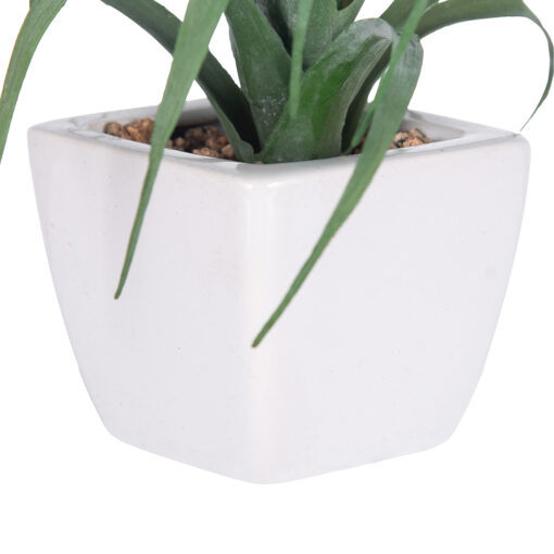 Spider Potted Plant (H21cm) - Image 6