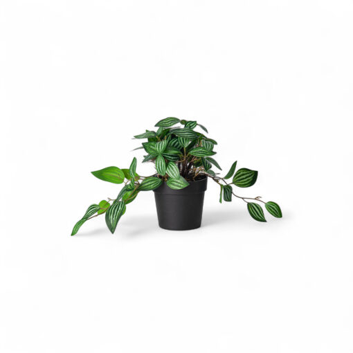 Potted Photos Plant (H16cm)