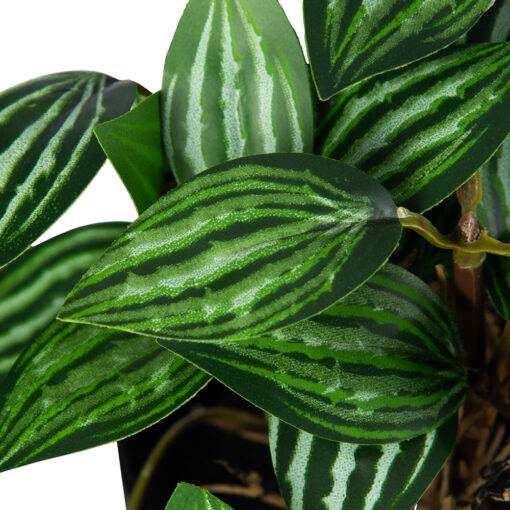 Potted Photos Plant (H16cm) - Image 2