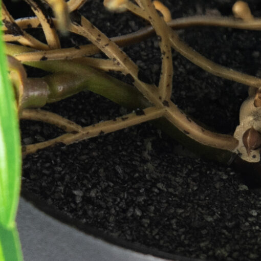 Potted Photos Plant (H16cm) - Image 4