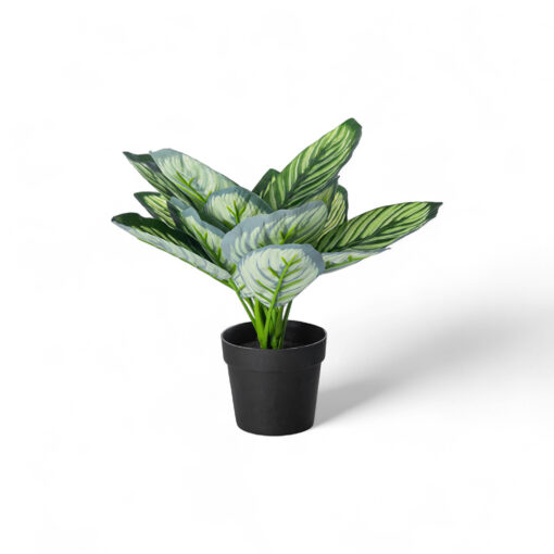 Potted Evergreen Plant (H28cm)