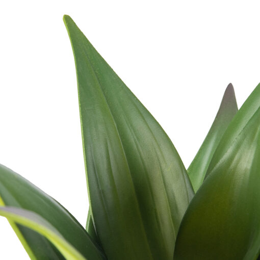 Potted Aloe Vera (H24.5cm) - Image 2