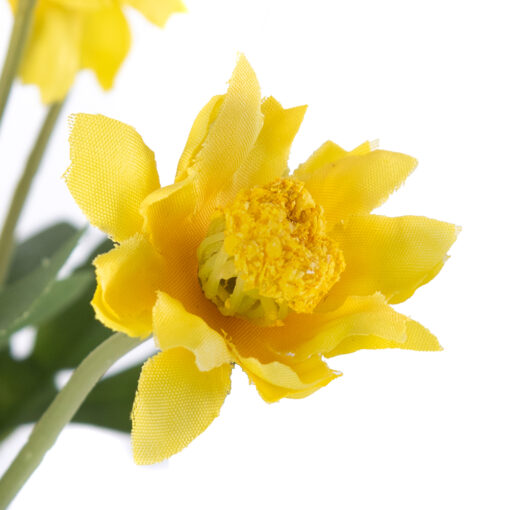 Potted Pyrethrum (H34cm) - Image 3