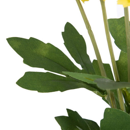 Potted Pyrethrum (H34cm) - Image 4